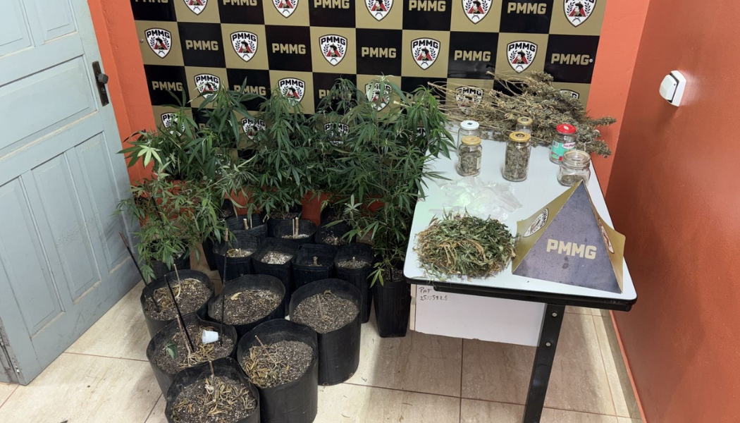 Suspeito de tráfico é preso pela Polícia Militar após descoberta de estufa para cultivo de cannabis em Coromandel