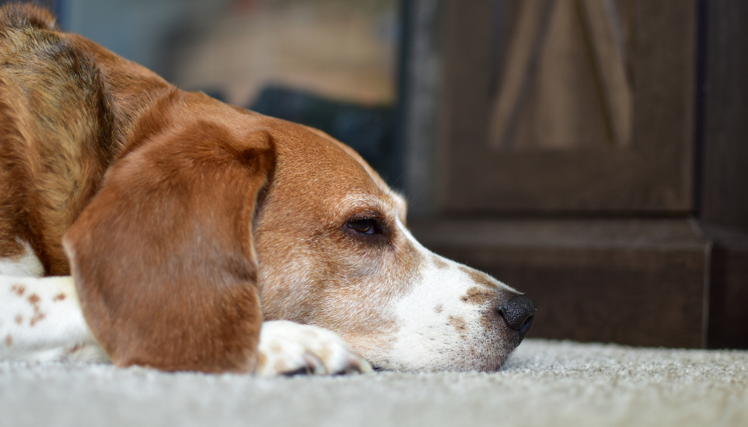 Homem morre após ser atacado por cães de guarda ao invadir obra para tentativa de furto