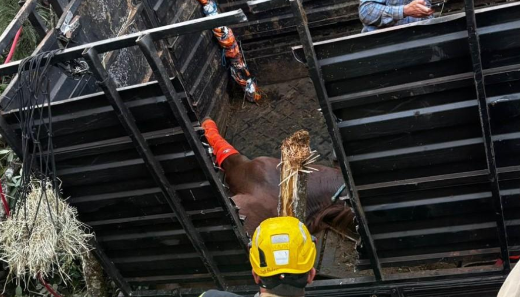 Veículo que transportava cavalos para provas da FemCafé 2026 se envolve em acidente na BR-365 e cai em ribanceira