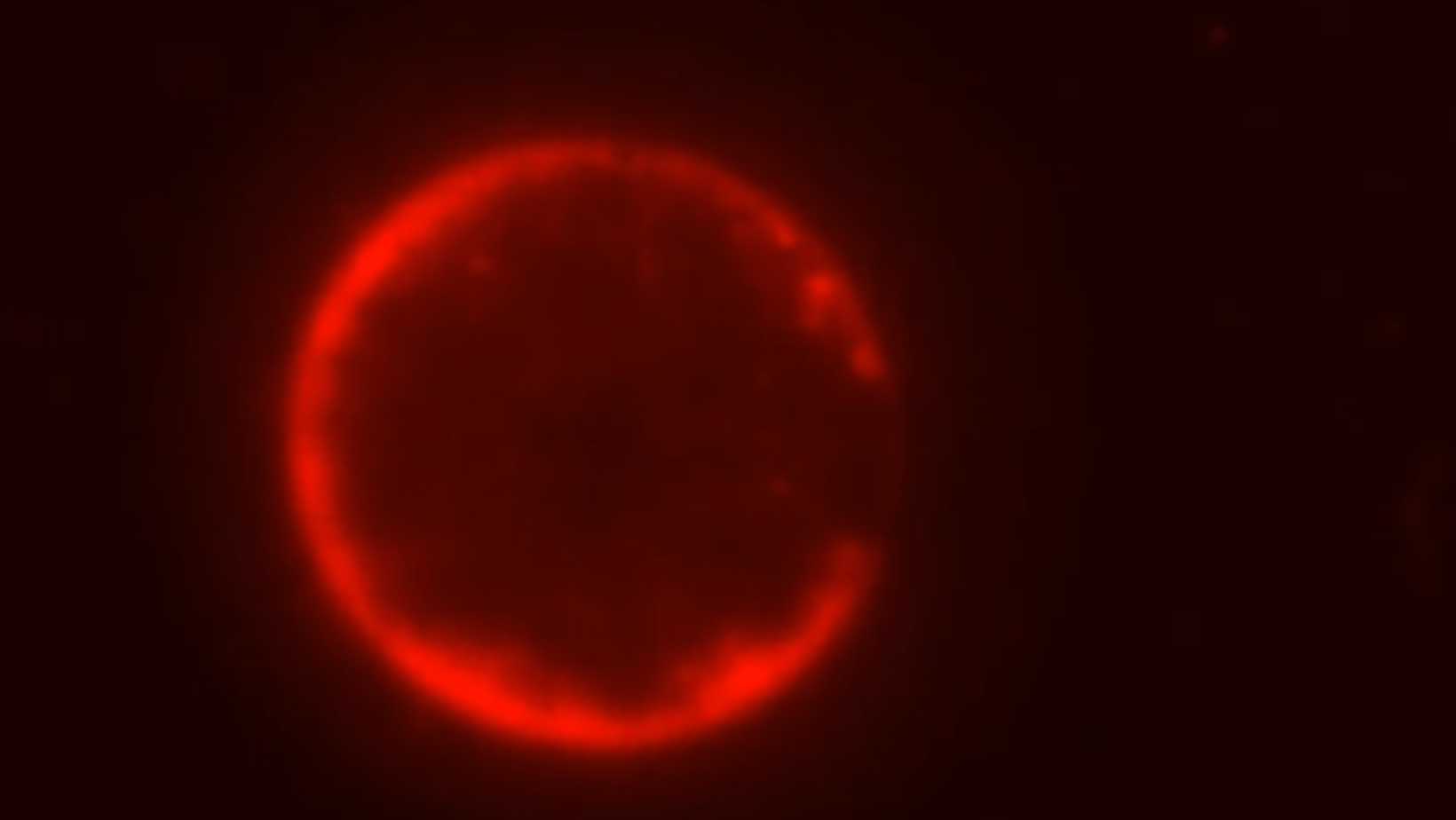 Cientistas afirmam criar célula sintética do zero pela primeira vez e abrem nova era na biologia